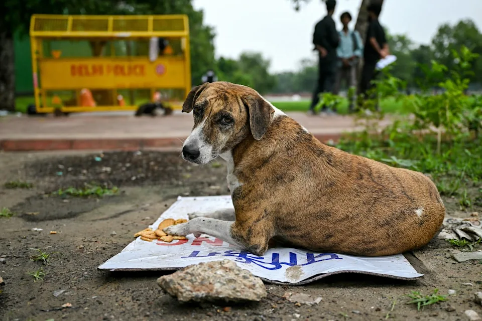Delhi stray dog crisis
