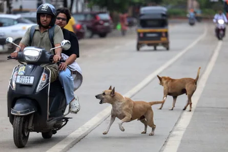 Delhi stray dog crisis