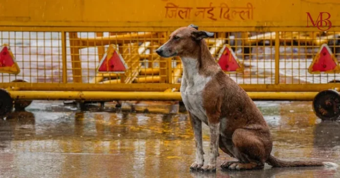 Delhi stray dog crisis