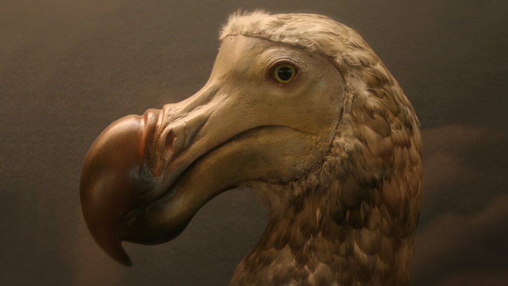 Dodo Bird